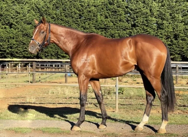 澳門今晚開特馬四不像圖——深度解讀澳門賽馬文化，澳門賽馬文化深度解讀，特馬四不像圖揭示澳門賽馬之夜