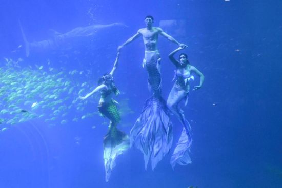 澳門(mén)美人魚(yú)，神秘魅力與傳奇故事，澳門(mén)神秘美人魚(yú)，魅力傳奇與故事探秘